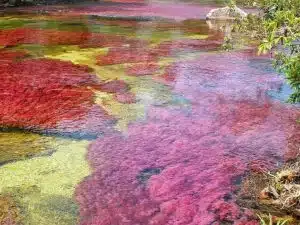 caño cristales