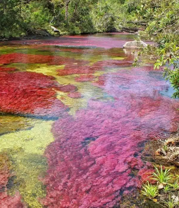 caño cristales