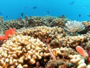 Buceo en Santa marta