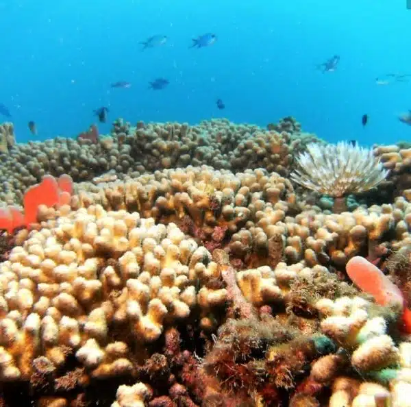 Buceo en Santa marta