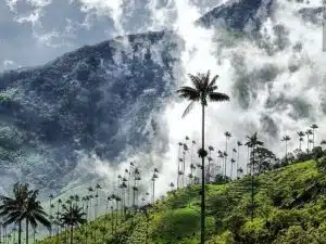 valle del cocora salento