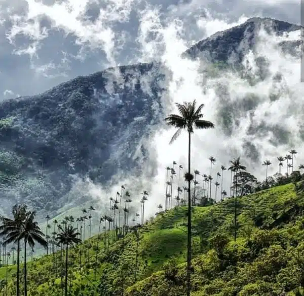 valle del cocora salento