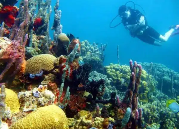 buceo en cartagena playa blanca