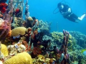 Buceo en Colombia: Explorando las Profundidades del Caribe