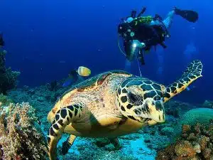 Buzo siguiendo a una tortuga marina en las claras aguas de San Andrés, Colombia.