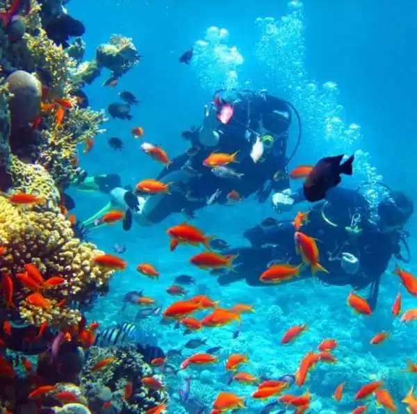 buceo islas del rosario cartagena